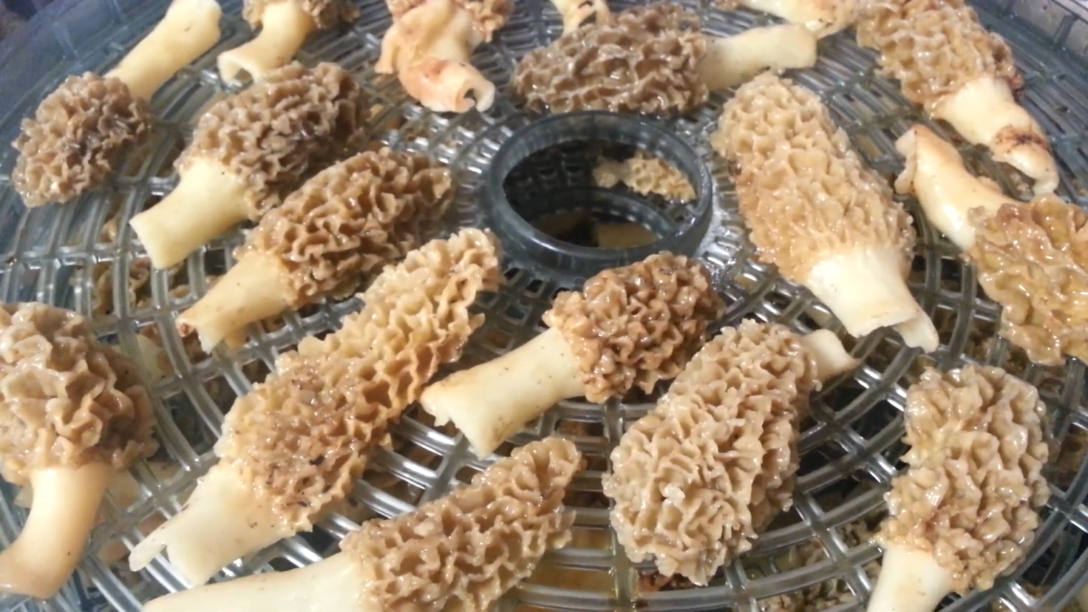 Can You Freeze Morel Mushrooms (And Exactly How To Do It) - Czimers