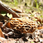 Freeze Morel Mushrooms