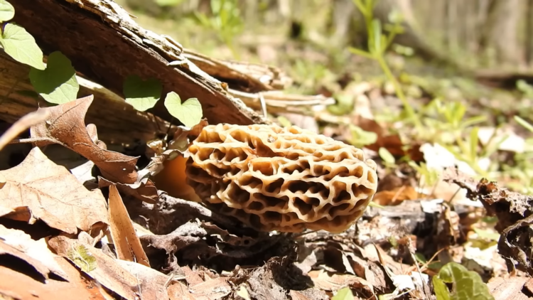 Can You Freeze Morel Mushrooms (And Exactly How To Do It) - Czimers