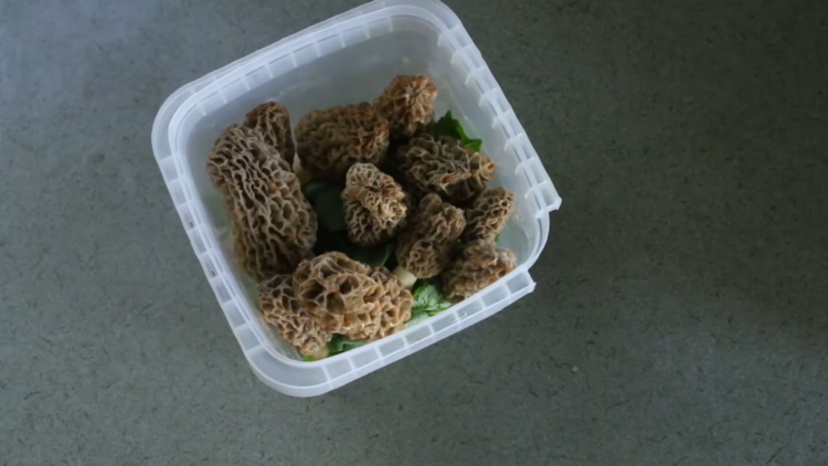 Packaging Morel Mushrooms